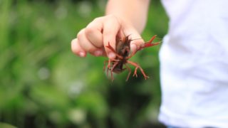 ザリガニの飼い方水は水道水でいいの 水の量は 簡単な方法を紹介 美容師トモの日々アレコレ