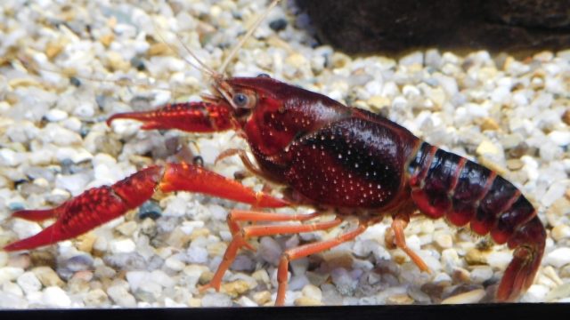 ザリガニの飼い方水は水道水で大丈夫 水の量は 簡単な方法を紹介 美容師トモの日々アレコレ